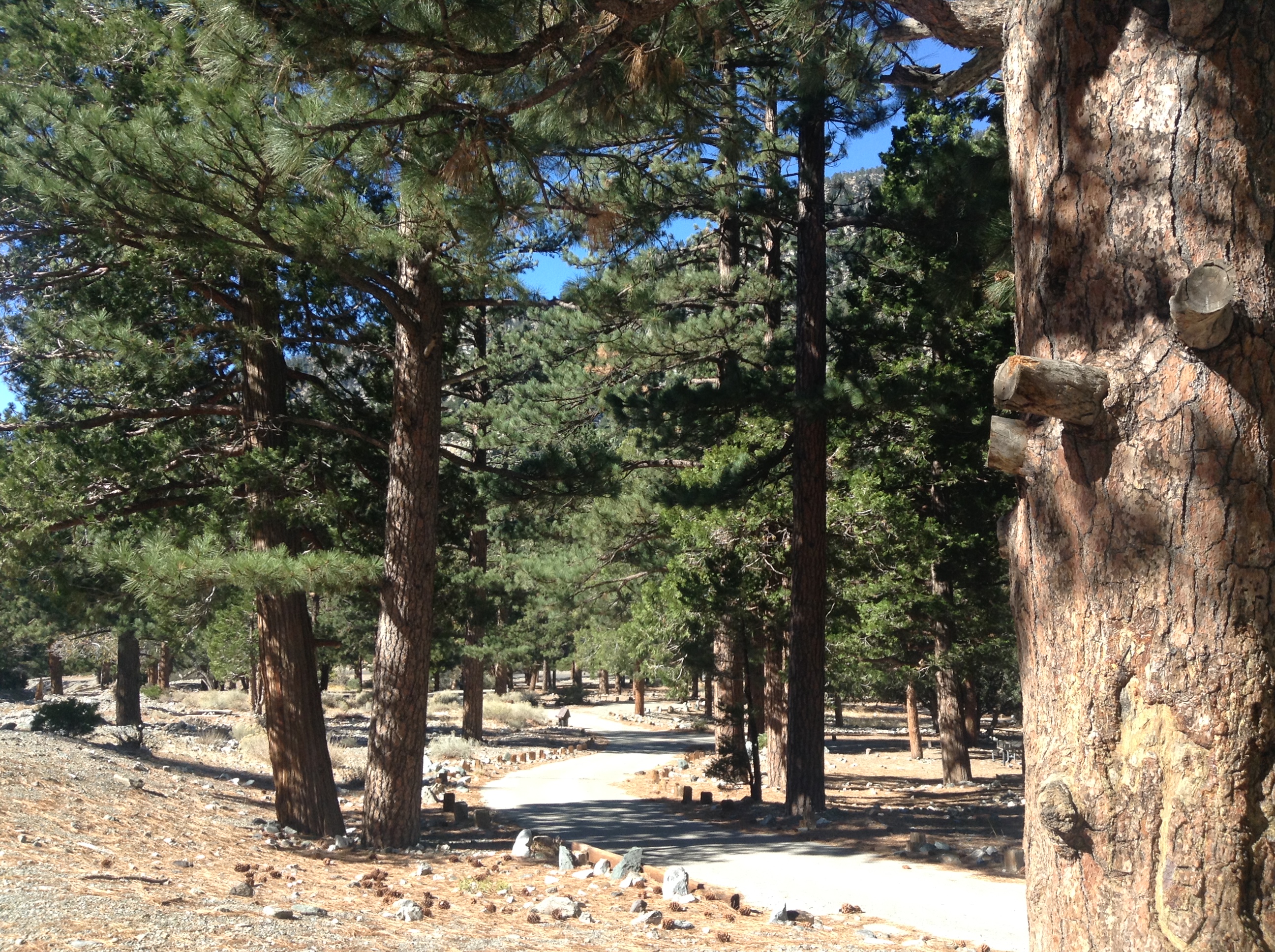 Trees