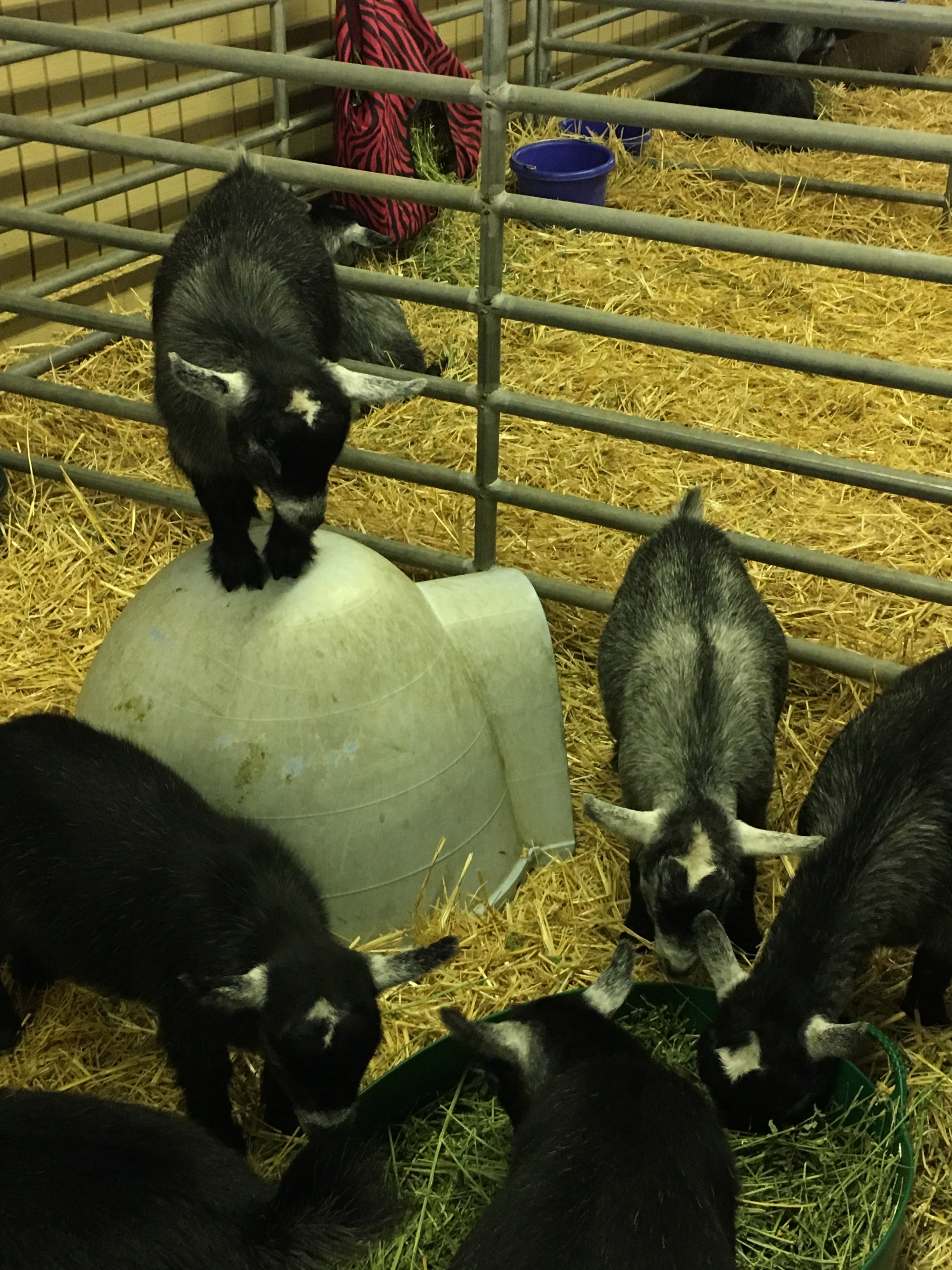 goats