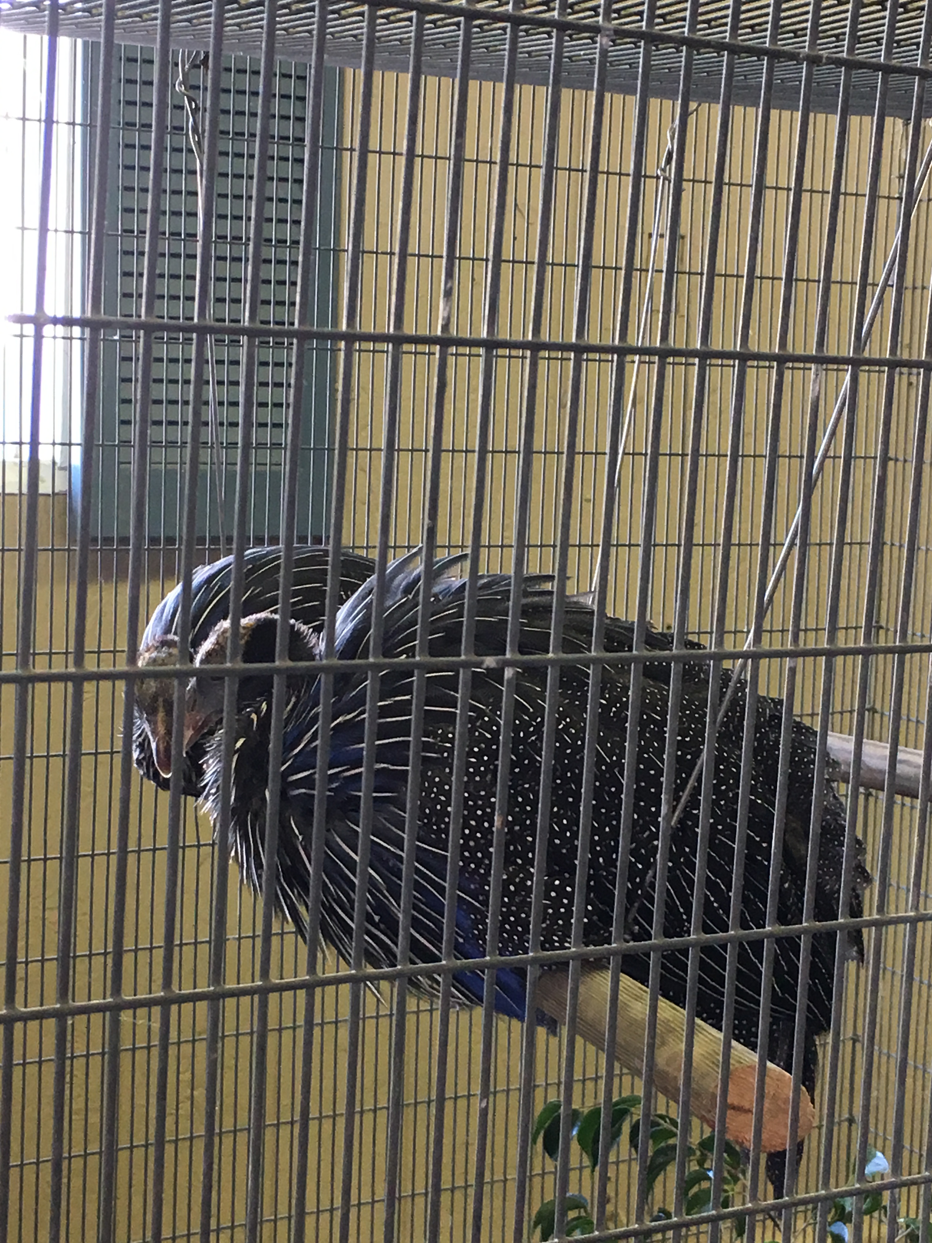 bird