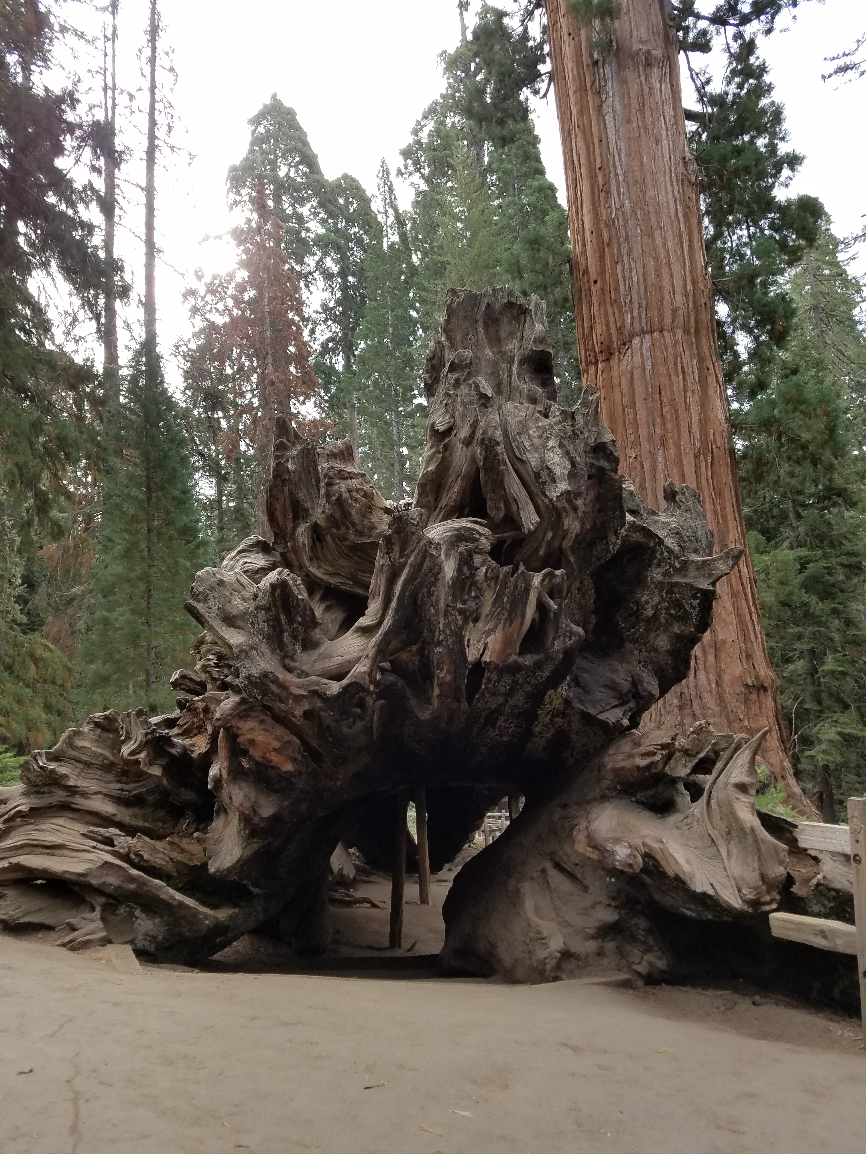 trunk