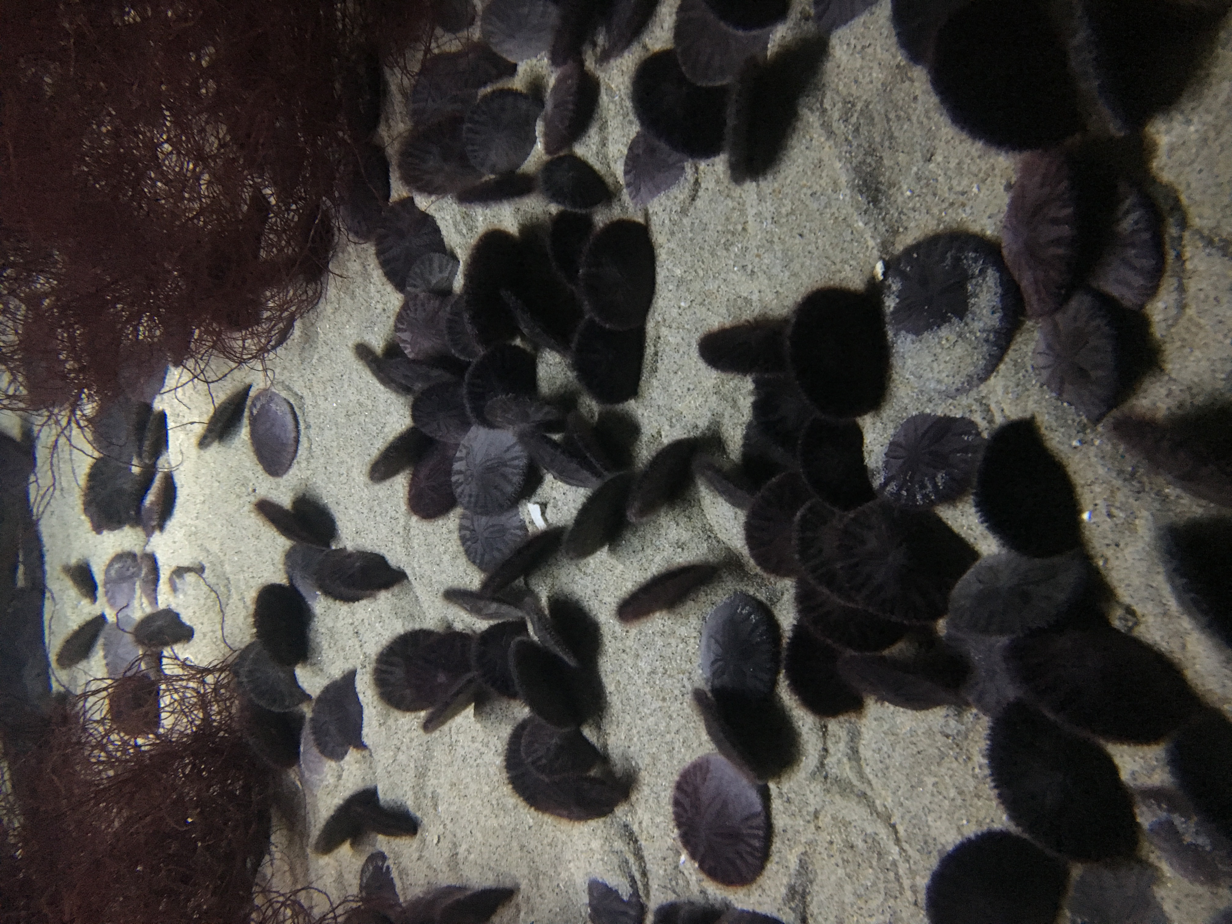 sand-dollars