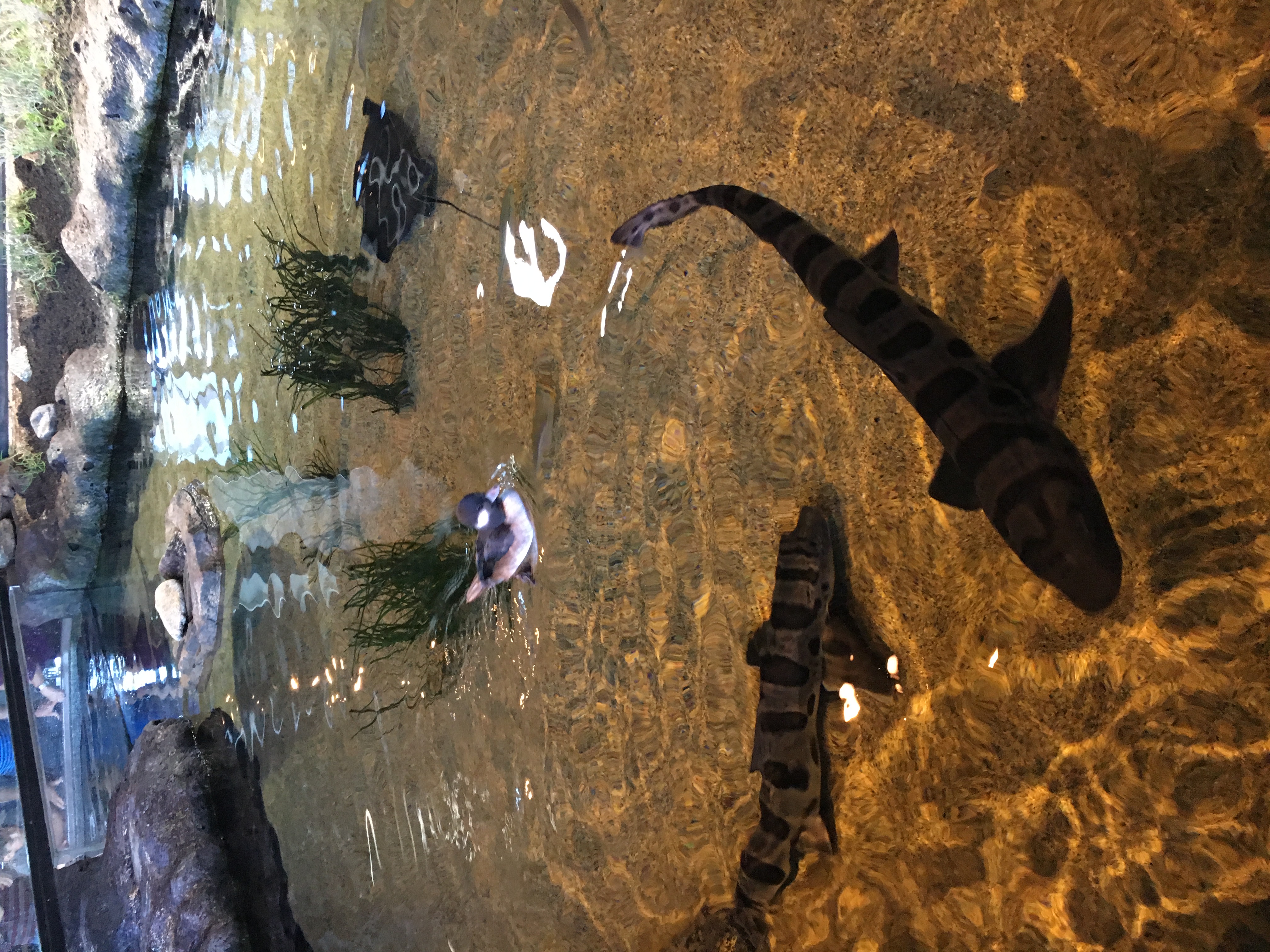 sharks