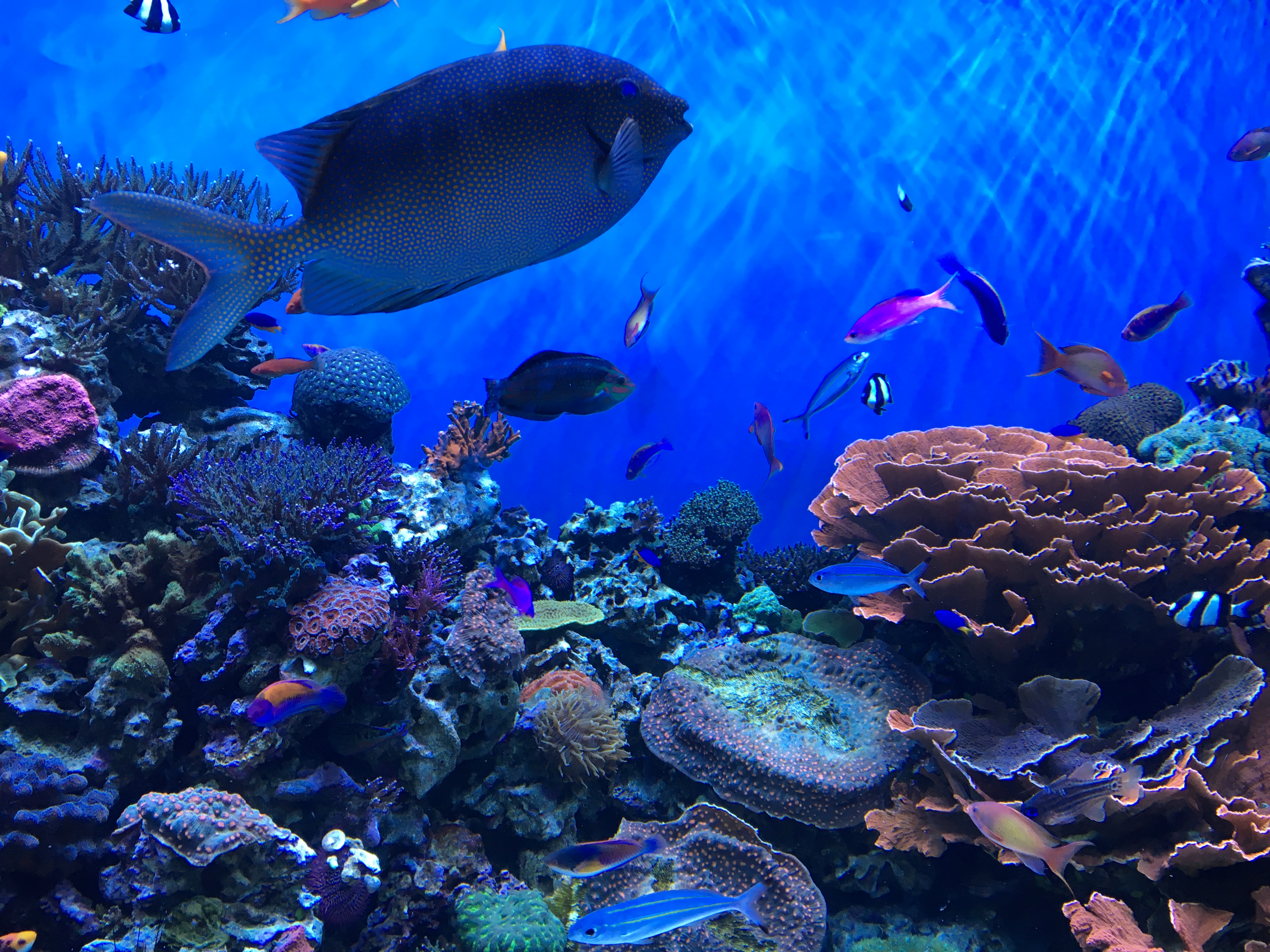 fish