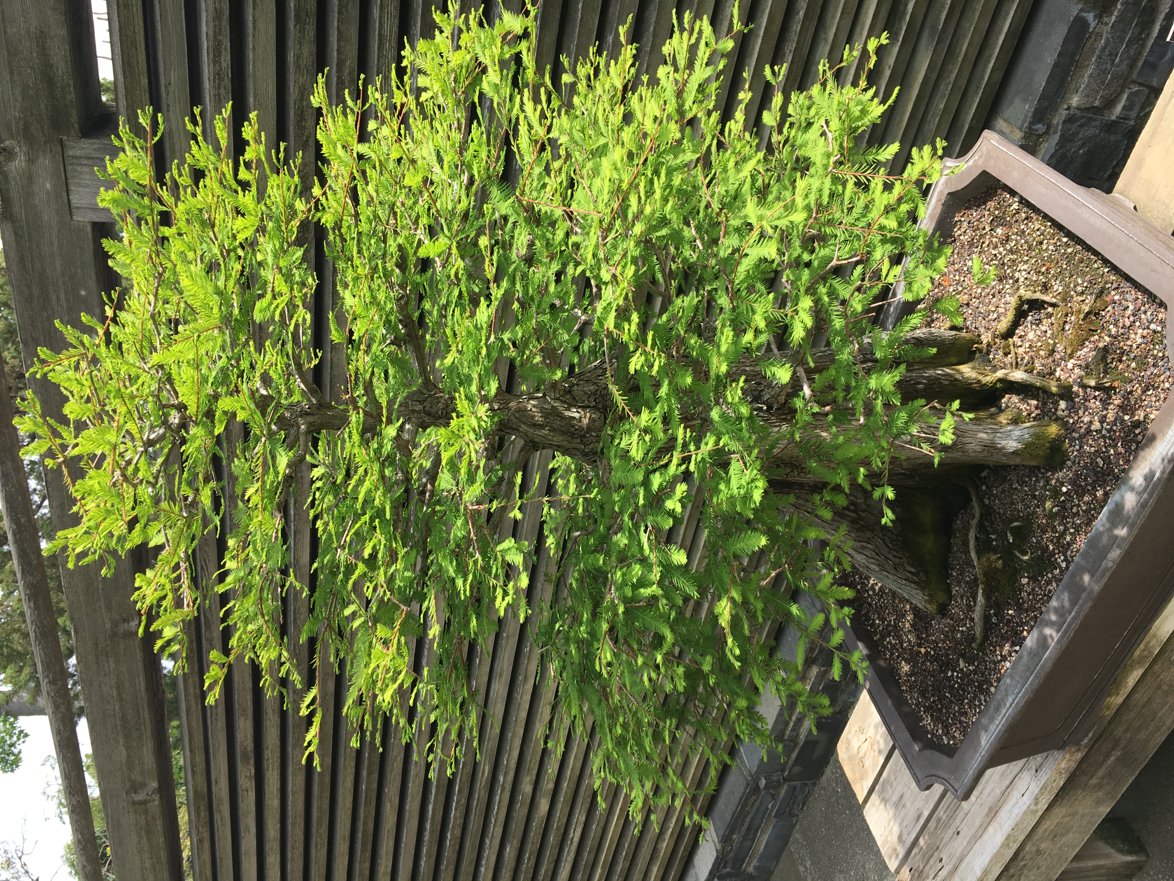 bonsai