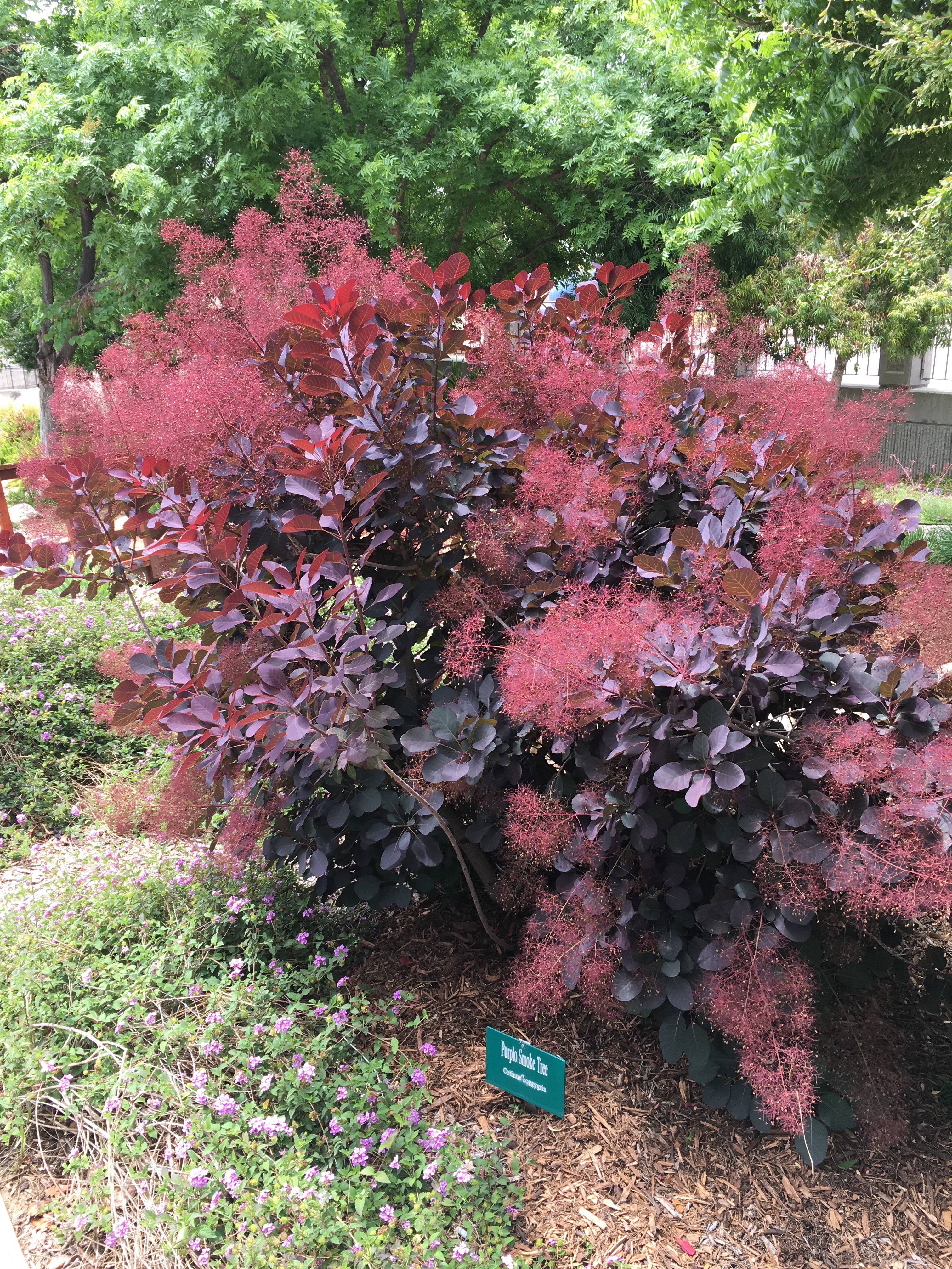 plant