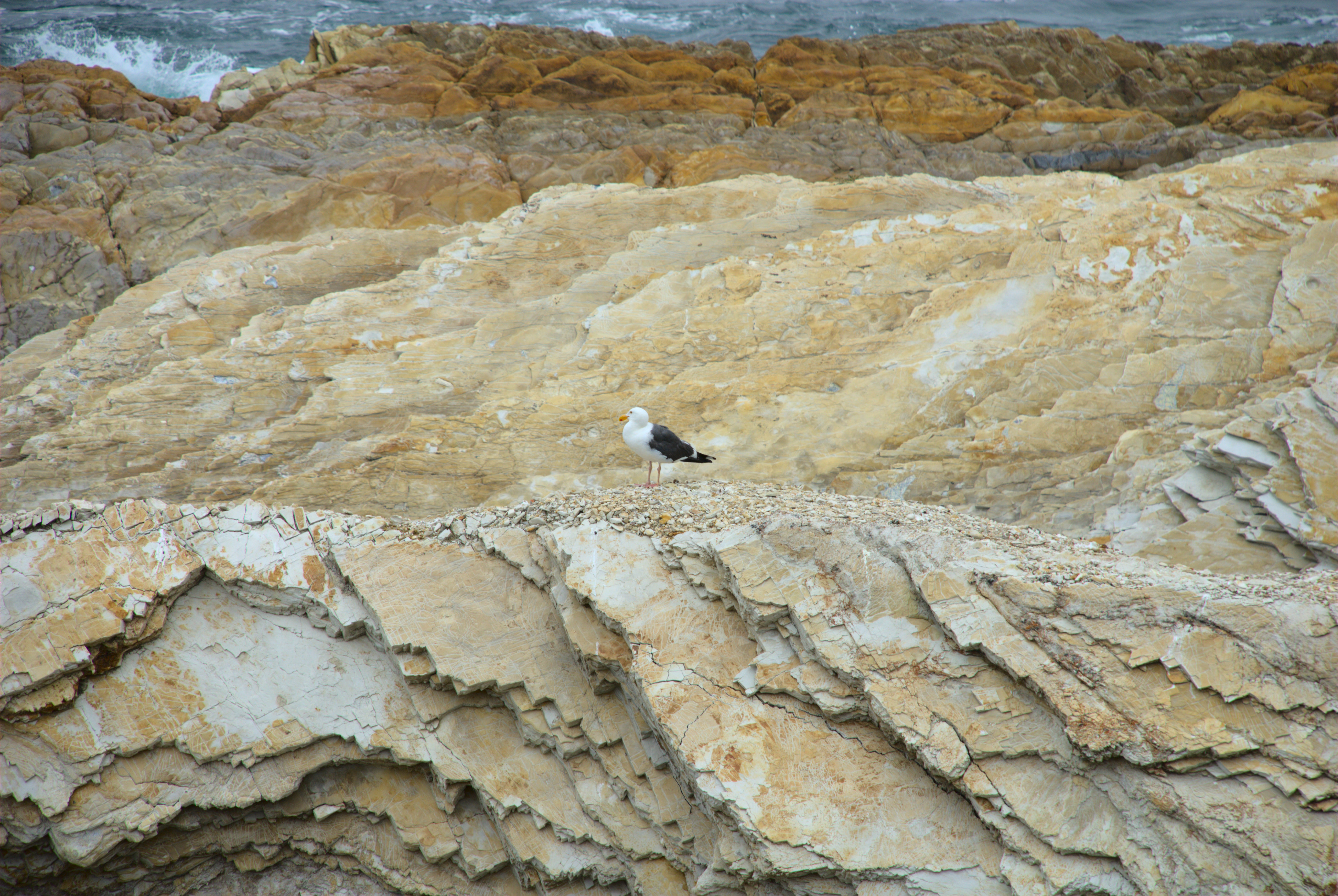 seagull