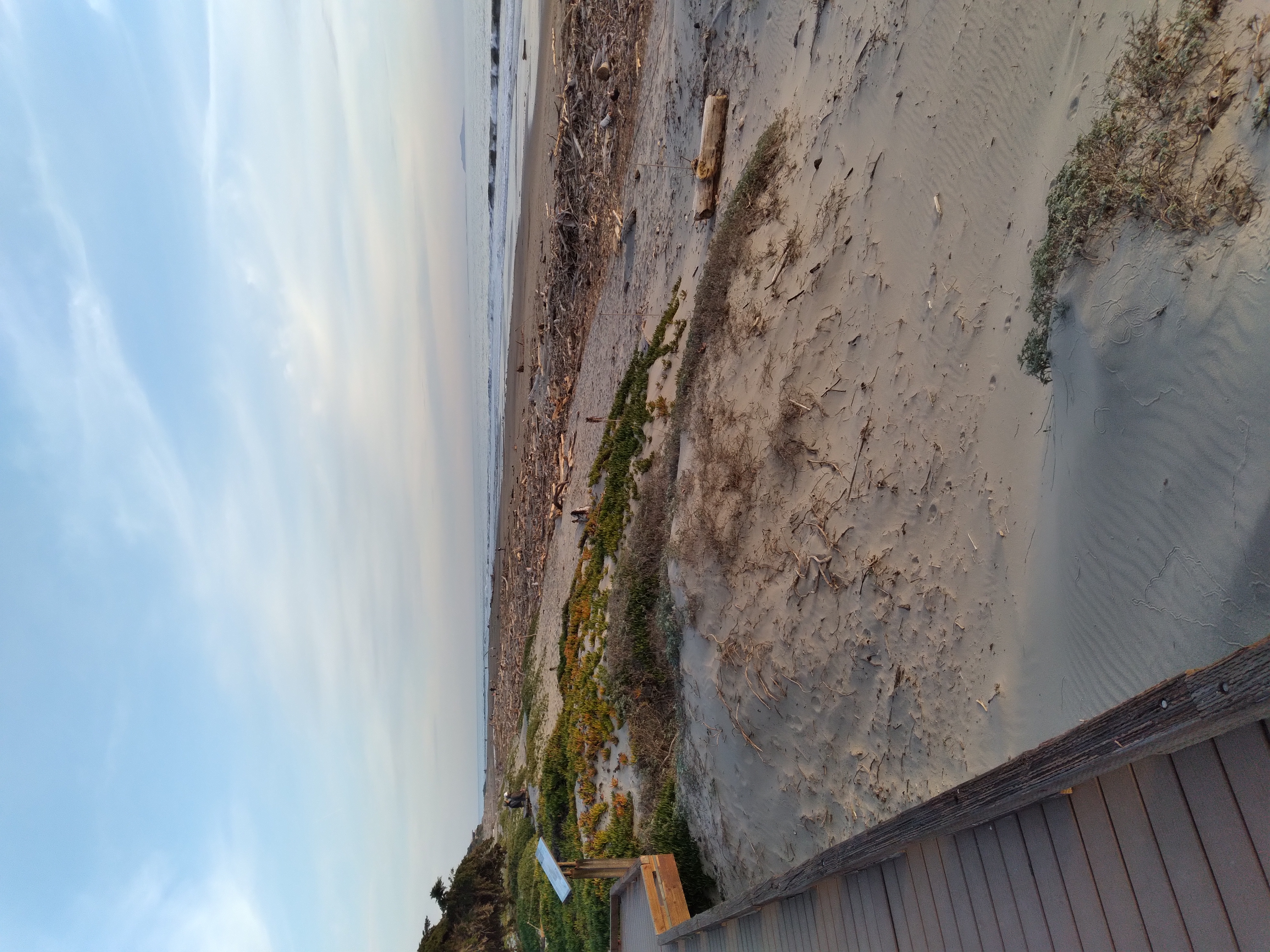 driftwood