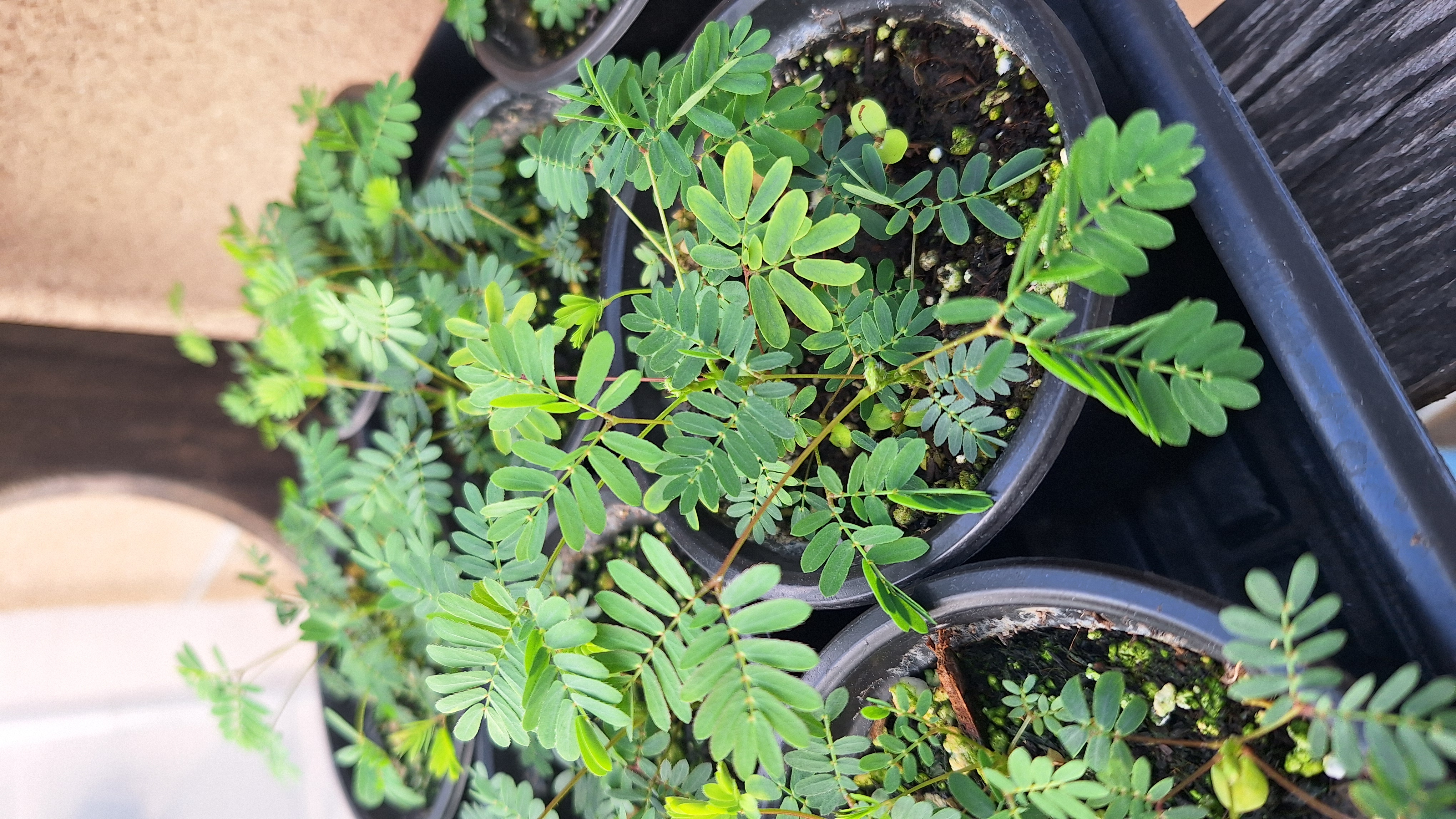 plants