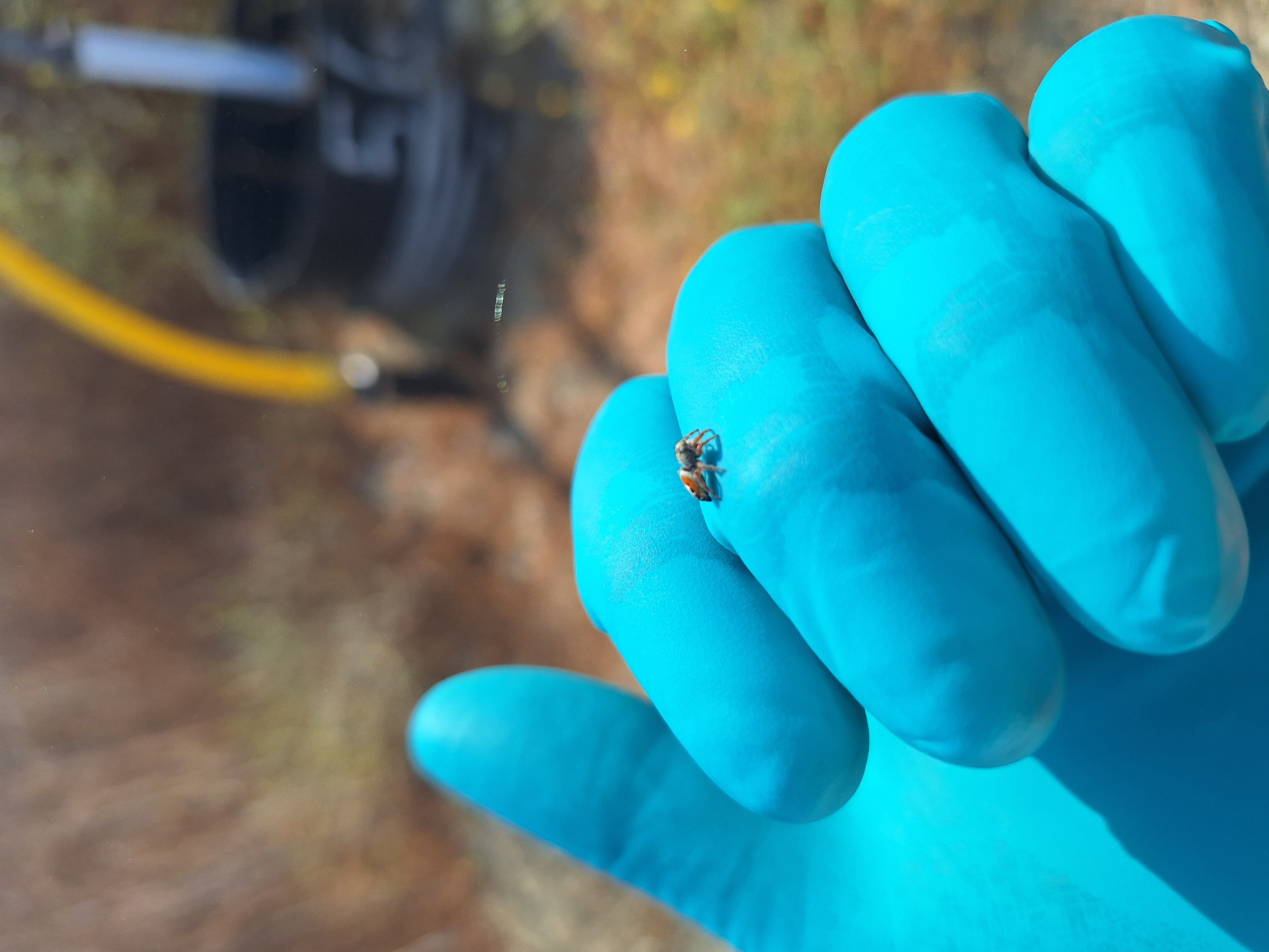 jumping-spider