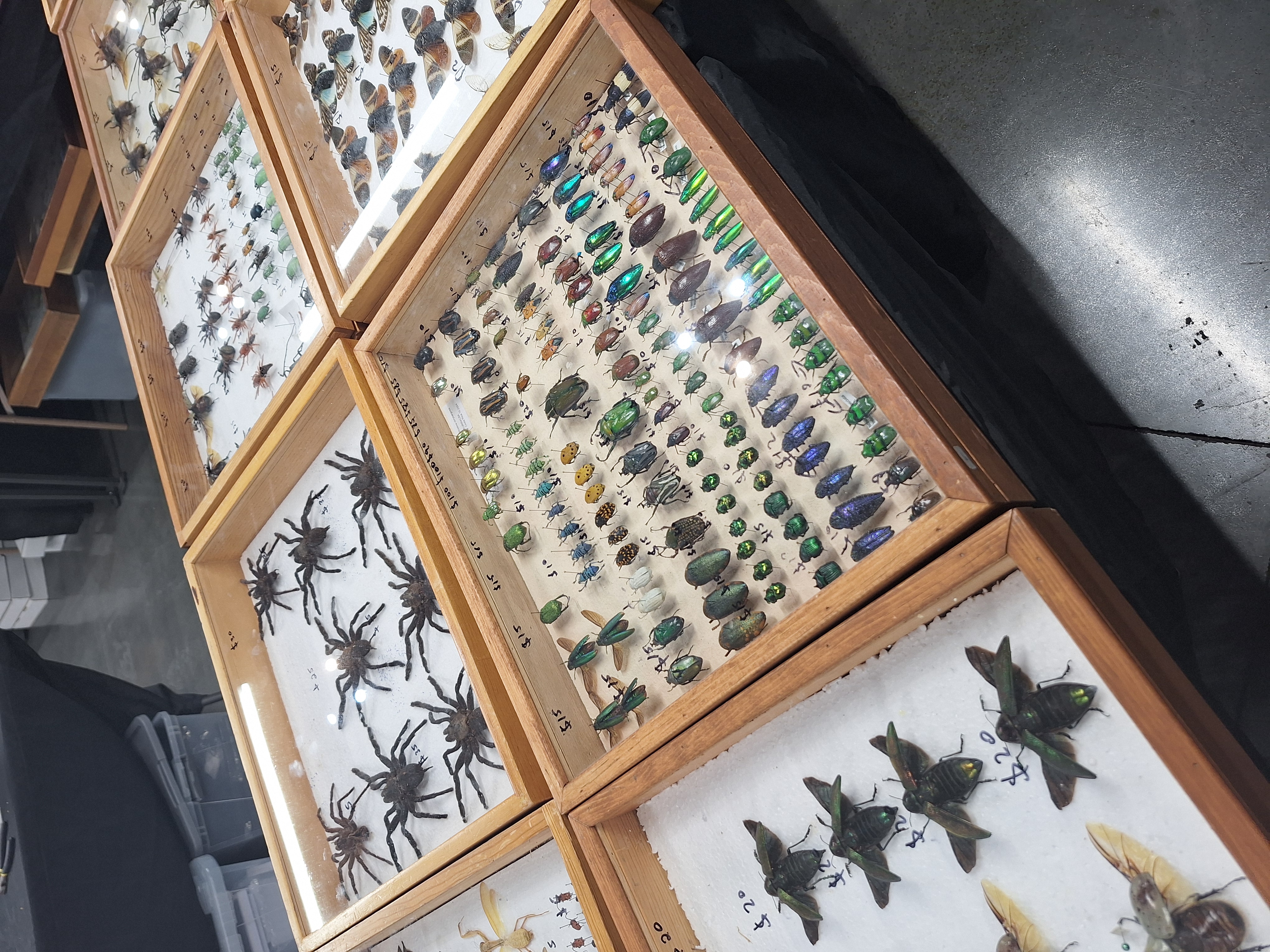 bugs