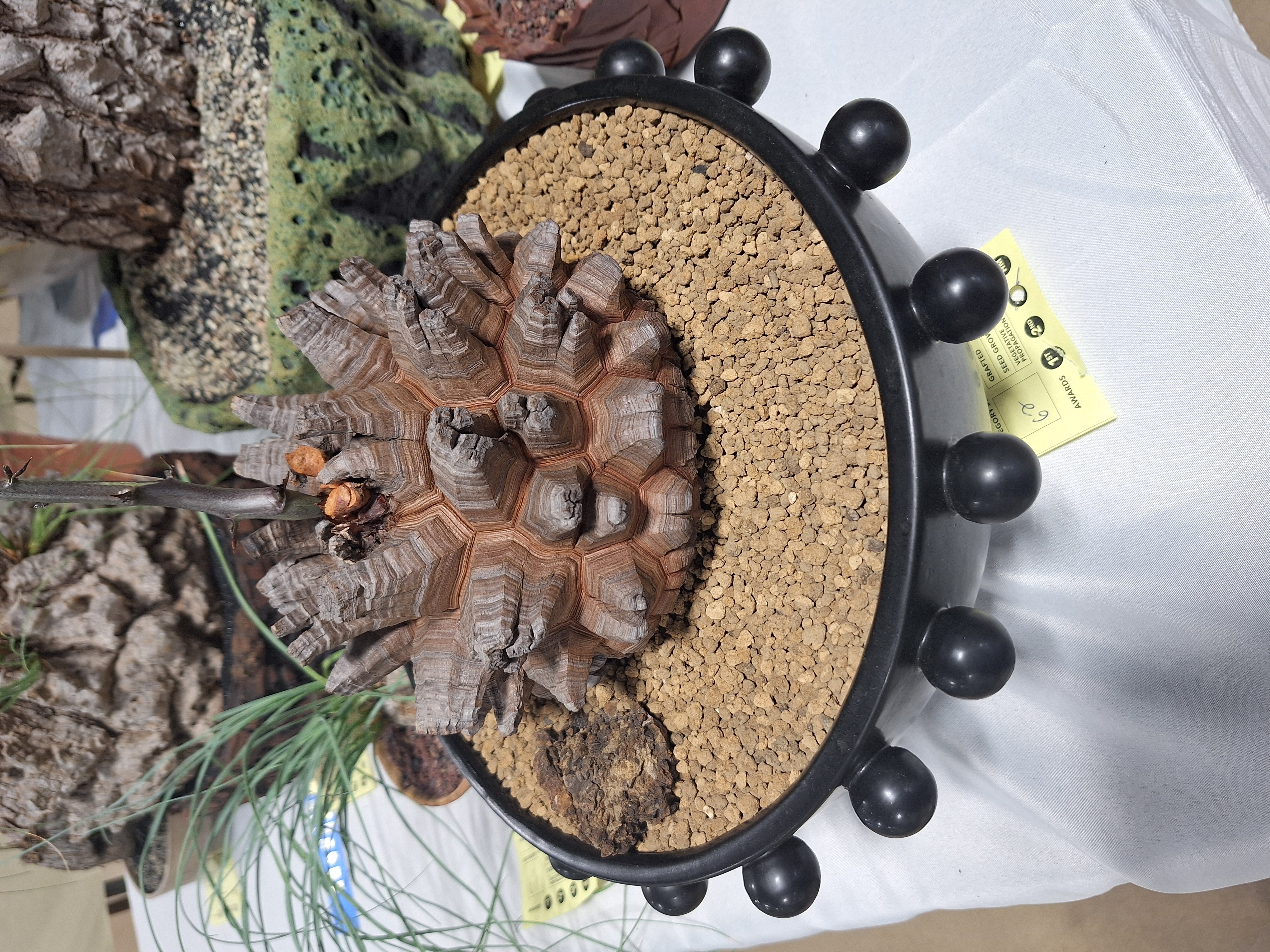 weird-trunk
